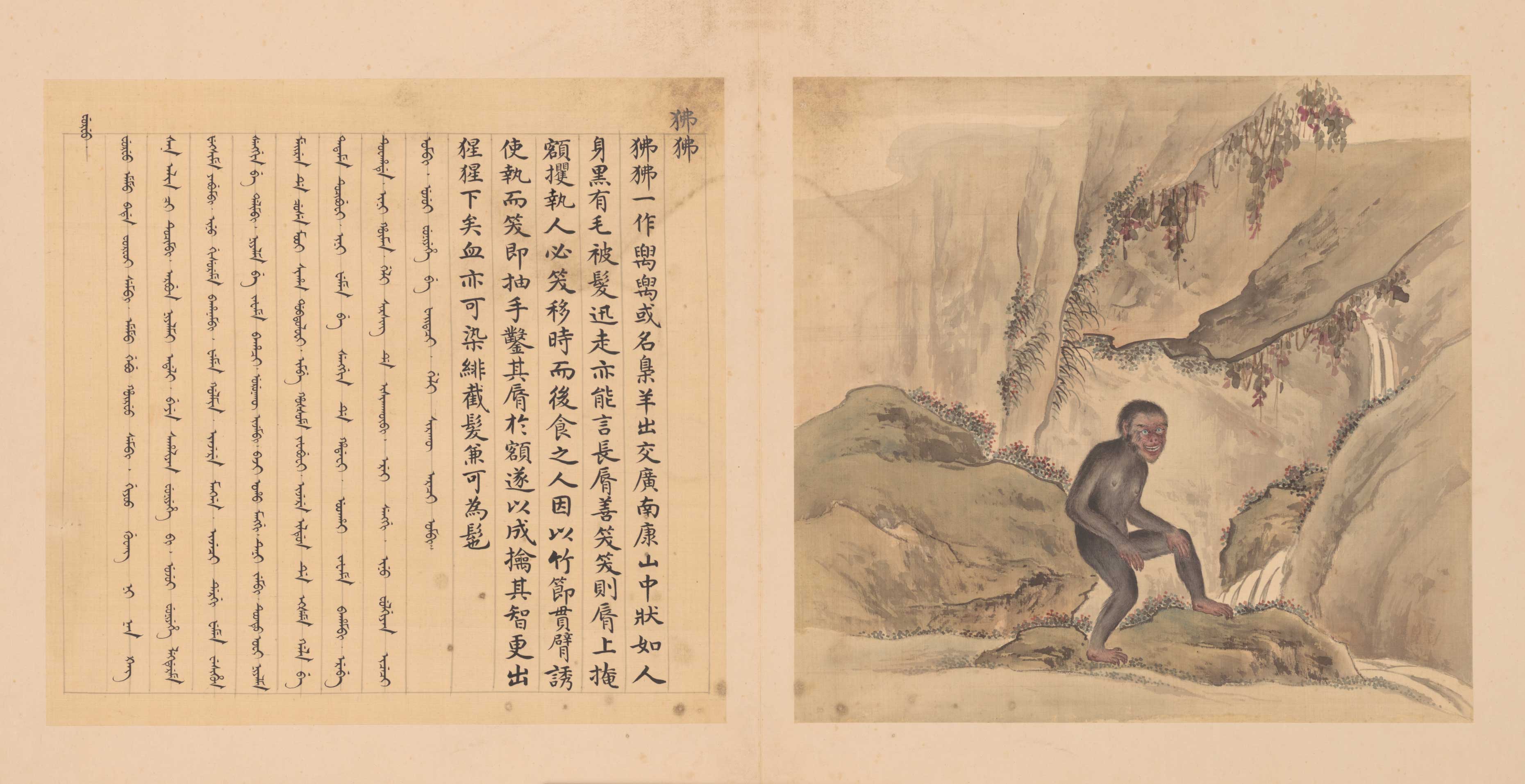 兽谱图册